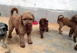 Edirne'de jandarma operasyonuyla onlarca köpek kurtarıldı! Özel cinsleri üretiyorlardı