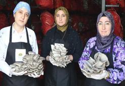 İşinden istifa edip çadırda servet değerinde üretime başladı! Şimdi talebe yetişemiyorlar