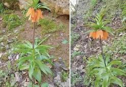 Elinizi atarken dikkat! Bu çiçeği koparmanın cezası araba fiyatını geçiyor