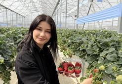 Topraksız tarımda ilk çilek hasadı yapıldı