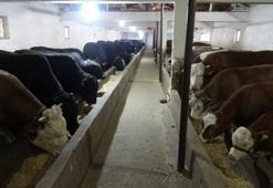 Türkiye’nin lokomotif illerinden biri! Kırmızı et ihtiyacını karşılıyorlar