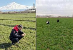 Iğdır'da yonca sezonu tehlikede! Verimi tehdit eden hortumlu böceğe karşı savaş başladı: 'Saat 10'dan önce sakın ilaçlamaya başlamayın'