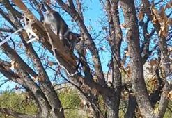 Denizli Çivril’de görülen iki maymundan biri koruma altına alındı