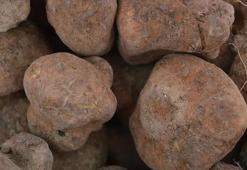 Keme ya da yer yaran olarak bilinen domalan mantarının kilosu bin 500- 2 bin liradan satılıyor! Konyalılar kuyumcu sırasını bıraktı, bozkıra koştu