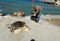 Kuşadası’nda deniz kaplumbağası alarmı! Bir haftada 7 caretta caretta ölüsü karaya vurdu
