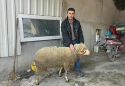 Balıkesir'de 1 milyon 110 bin TL'ye koç! Bursa, Konya ve Eskişehir'den almak için sıraya girdiler