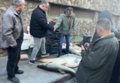 Elazığ'da dev balığı almak için yapılanlar kurban pazarlığını aratmadı
