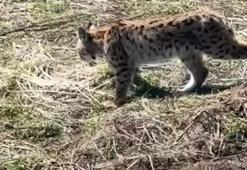 Nesli tehlike altında olan ormanın hayaleti vaşağın çığlığı kamerada