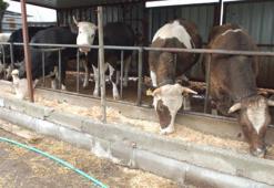 Kurbanlık fiyatları belli oldu!