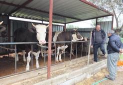 Kurbanlık fiyatları belli oldu: Balıkesir'de görücüye çıktı!