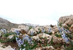 Kahramanmaraş'ta dağlarda kendiliğinden yetişiyor! Tarihi değeri var: Köylülerin gözbebeği oldu