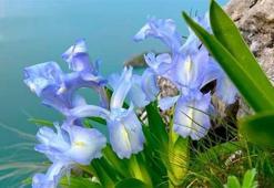 Ayı Nevruzu Gerger kayalıklarını renklendirdi