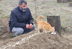 Mezarından bir an olsun ayrılmıyorlar! Kedilerden sahibine duygulandıran vefa