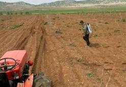 Gaziantep'te fıstık için mücadele: Tarlalarda yeni uygulama başladı