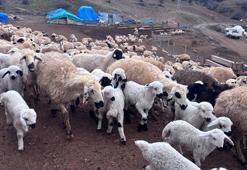 Erzincan'da kuzu katımı başladı! Drone ile havadan görüntülendi