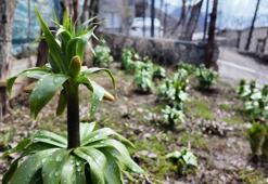 Bu çiçeği koparmanın cezası 700 bin lira! Şırnak'ın dağlarında açmaya başladı: Sadece 20 günlük ömrü var