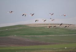 Kayseri'de 40 yıl sonra ilk kez görüldüler: Su yükselince akın etmeye başladılar