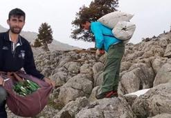 Sadece kayalıklarda yetişiyor! Gören çuval çuval topluyor: Kilosu 300 TL ama toplaması cesaret istiyor