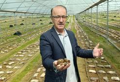 Antalya'da deneme amaçlı ekti: 900 kilo elde etti