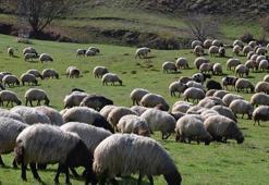Sinop’ta dev destek: Şartlar açıklandı, başvurular bugün itibarıyla başladı