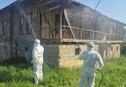 Fındığın gizli düşmanına samuray darbesi: Bartın'da kokarca operasyonu!
