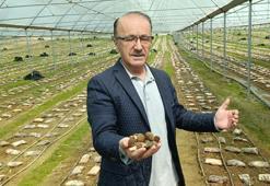 Serada kuzugöbeği mantarı üretimine başladı! Verim yüksek