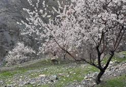 Şırnak dağlarında badem ağaçları çiçek açtı: Renk cümbüşü başladı