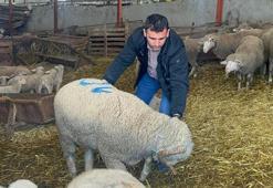Balıkesir'de dede yadigarı çiftlikte safkan mirasını sürdürüyor! Türkiye'nin dört bir yanına gönderiyorlar