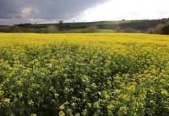 Adana'nın yeni altını: İlk kez ekildi, verim rekoru kırıldı: %75 hibe desteği meyvelerini verdi