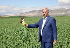 Yüksek rekolte ve kaliteli ürün umudu! Sofralardaki bu ürün sudan ucuz olacak