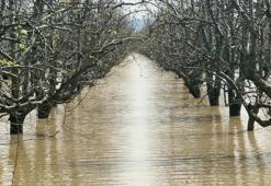 Bursa'da yüzlerce dönüm şeftali ve armut bahçesi su altında! Fiyatlar yüksek olabilir