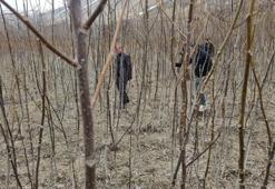 Bitlis'ten tüm Türkiye'ye gönderilecek! Tescilli fidanlar satışa çıktı: Üreticilerden talep yağıyor