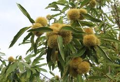 Sinop kestanesi için 10 bin "asker" sahaya iniyor: Gal Arısına karşı dev operasyon