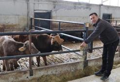 Mühendis eli değdi, görenler İnanamıyor! 100 büyükbaşın bakımı sadece 15 dakika sürüyor