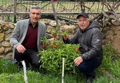 Eskişehir'de köy mezarlığında ortaya çıktı! Görenler inanamıyor, bunu yapan 700 bin TL hazırlasın