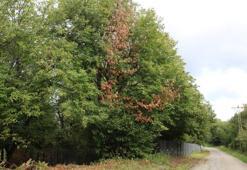 Sinop'ta köylüler diken üstünde! Hepsini yok ediyor, 10 bin tanesi doğaya salındı