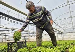 Salata yapmak lüks oldu! Tarlada 15, pazarda 100 lira satılan marulda fiyatları yarıya düşecek hamle geldi