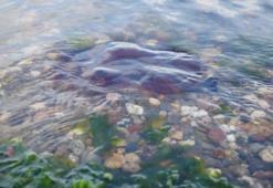 Kocaeli'de ortaya çıktı! Uzmanlar tehlikeyi açıkladı: Sakın yaklaşmayın