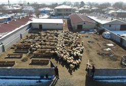 Erzincan’da 'kuzu' bereketi başladı! ağıllarda tatlı telaş başladı, 2026’nın ilk kuzuları dünyaya geldi! Besiciler adeta bebek gibi bakıyor