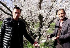 Erciyes Dağı eteklerinde yetişiyor! Avrupa ülkeleri sıraya girdi: Geçen yıl don vurmuştu, bu yıl rekor ürün bekleniyor