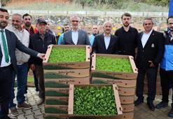 Kocaeli'de dev fide desteği! %75 hibeli fide desteği başladı: İşlenmeyen arazi kalmayacak, Son gün 15 nisan