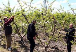Çukurova'da hasat mayısta başlıyor! Çiftçi yüksek rekolte bekliyor