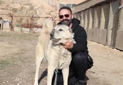 Sivas'ta kaybolan kangal Sibirya kurdunun yanında bulundu! Tepkiler gecikmedi