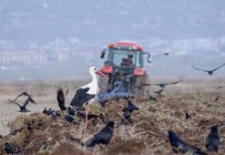 Hasat riski kapıda: 7-11 Nisan tarihlerine dikkat!