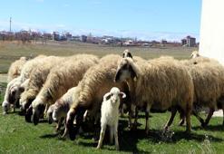 Dünyada sadece Van'da yetişiyor: YYÜ üzerine çalıştı, 31 adet dünyaya geldi!