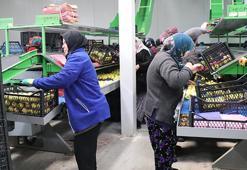 Ispartalı binlerce kadına yeni gelir kapısı oldu! Hasat başladı, Avrupa ve Arap ülkelerinden sipariş yağıyor