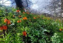 Siirt'te açan bu çiçeği koparmanın cezası 700 bin TL