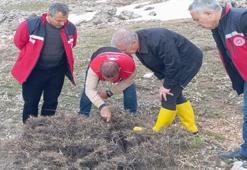 Adıyaman'da hububat üreticisi için kritik uyarı! Zararlı ovaya indi