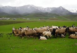Merada otlayan koyunların yanına gelen sığırcık kuşları görsel şölen sundu