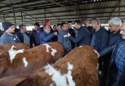Bolu'da bayrama sayılı günler kala kurban pazarlarında hareketlilik başladı
